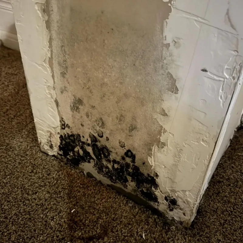 Professional Mold Removal in Alhambra, CA